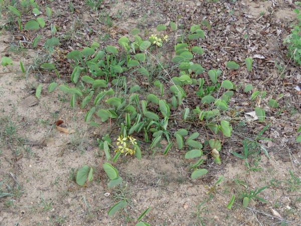 Tylosema fassoglense
Creeping Bauhinia (Eng)
Trefwoorden: Plant;Fabaceae;Bloem;geel