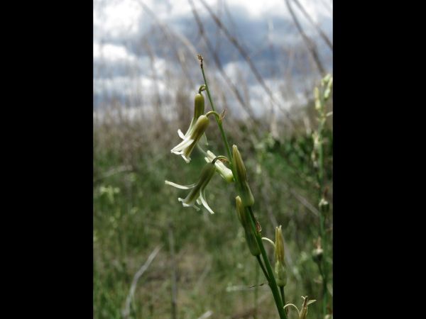 Dipcadi longifolius
Trefwoorden: Plant;Asparagaceae;Bloem;groen;wit