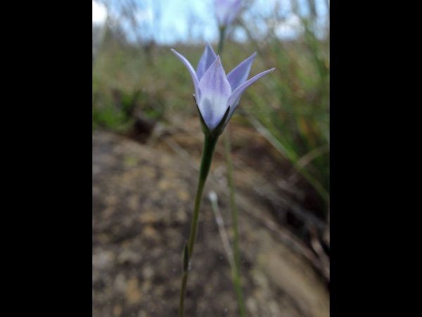 Wahlenbergia; W. undulata
African Bluebell (Eng) Blouklokkie (Afr)
Trefwoorden: Plant;Campanulaceae;Bloem;blauw