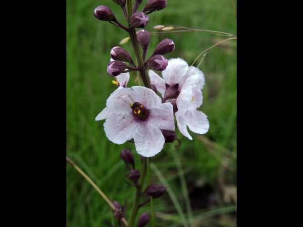 Sopubia simplex
Trefwoorden: Plant;Orobanchaceae;Bloem;wit