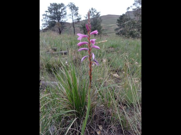 Watsonia lepida
Drakensberg Watsonia (Eng)
Trefwoorden: Plant;Iridaceae;Bloem;purper;roze