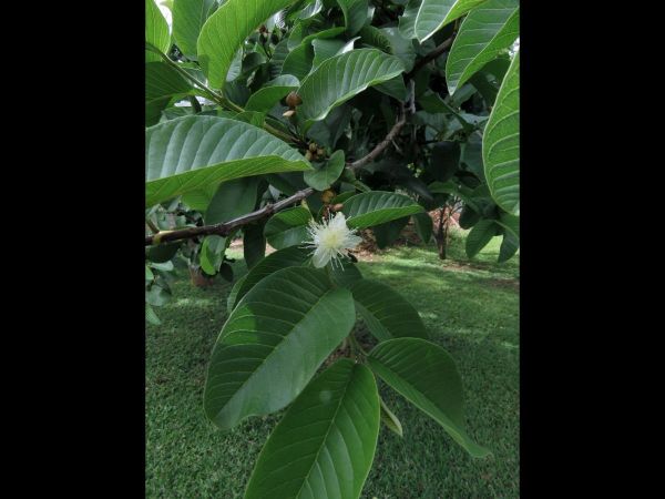 Psidium guajava
Guava (Eng)
Trefwoorden: Plant;Boom;Myrtaceae;Bloem;wit;cultuurgewas