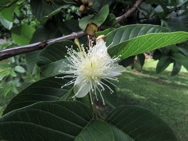 Psidium guajava
Guava (Eng)
Trefwoorden: Plant;Boom;Myrtaceae;Bloem;wit;cultuurgewas
