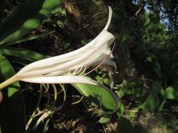 Crinum crassicaule
Trefwoorden: Plant;Amaryllidaceae;Bloem;wit