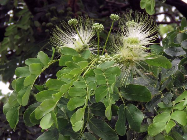 Albizia; A. versicolor
Poison Pod Albizia (Eng) Grootblaarvalsdoring (Afr) 
Trefwoorden: Plant;Boom;Fabaceae;Bloem;wit