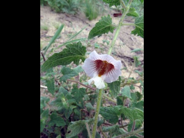 Ceratotheca sesamoides
False Sesame (Eng)
Trefwoorden: Plant;Pedaliaceae;Bloem;purper;wit;roze