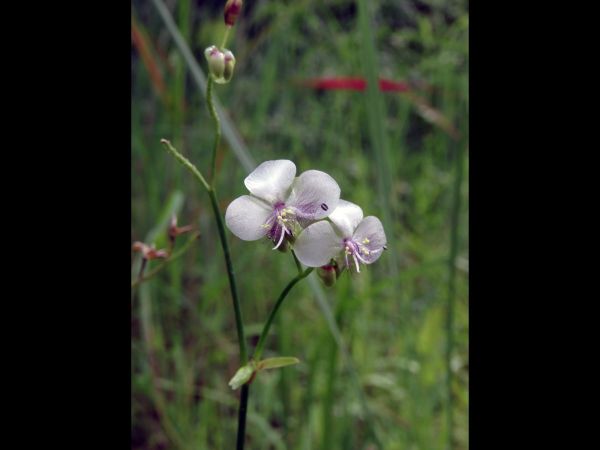 Murdannia simplex
Trefwoorden: Plant;Commelinaceae;Bloem;wit;purper