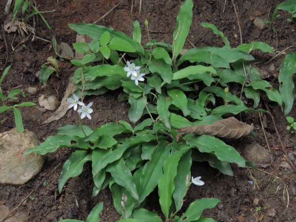 Chlorophytum; C. tuberosum
Musli, Edible Chlorophytum (Eng)
Trefwoorden: Plant;Asparagaceae;Bloem;wit