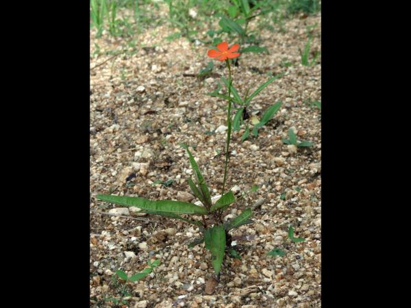 Tricliceras longepedunculatum
Roadside pimpernel (Eng)
Trefwoorden: Plant;Turneraceae;Bloem;rood