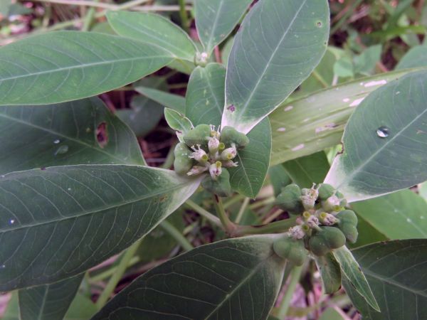 Euphorbia heterophylla
Wild Poinsettia (Eng)
Trefwoorden: Plant;Euphorbiaceae;Bloem;groen;onopvallend