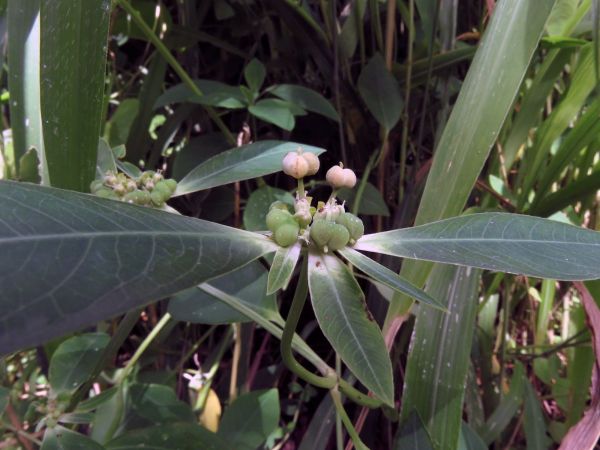 Euphorbia heterophylla
Wild Poinsettia (Eng)
Trefwoorden: Plant;Euphorbiaceae;vrucht