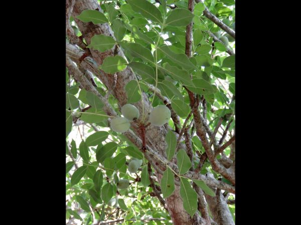 Sclerocarya birrea ssp. caffra
Merula Tree (Eng) mng'ongo (Ksw) 
Trefwoorden: Plant;Boom;Anacardiaceae;vrucht
