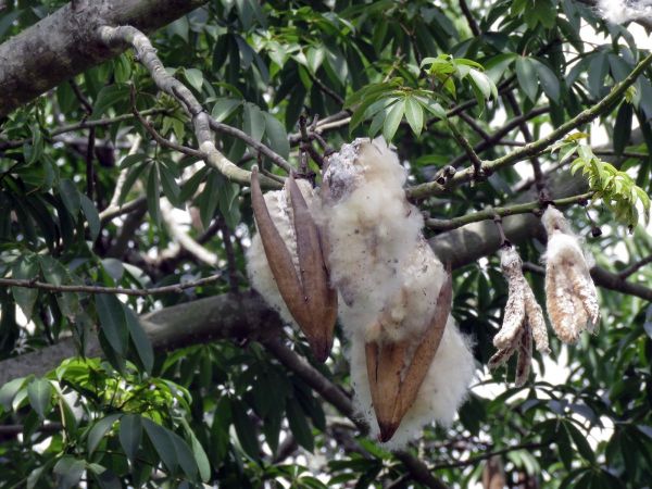 Ceiba pentandra
Kapok Tree (Eng)
Trefwoorden: Plant;Boom;Malvaceae;vrucht