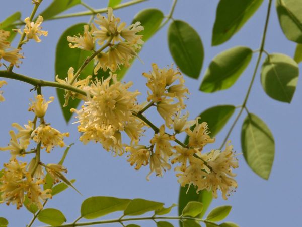 Moringa stenopetala
Cabbage Tree (Eng)
Trefwoorden: Plant;Boom;Moringaceae;Bloem;geel