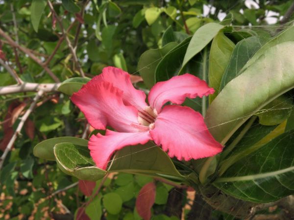 Adenium obesum
Desert Rose (Eng)
Trefwoorden: Plant;Apocynaceae;Bloem;roze