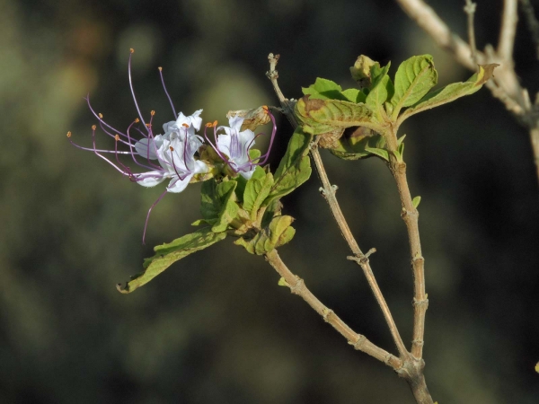 Ocimum grandiflorum
Cat's Whiskers (Eng)
Trefwoorden: Plant;struik;Lamiaceae;Bloem;wit;purper