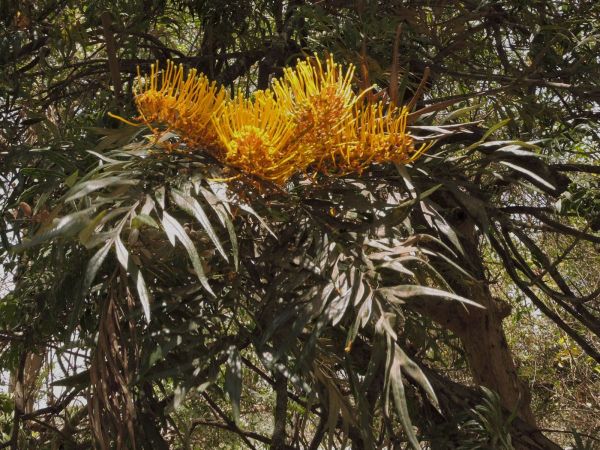 Grevillea robusta
Southern Silky Oak (Eng)
Trefwoorden: Plant;Proteaceae;Bloem;oranje