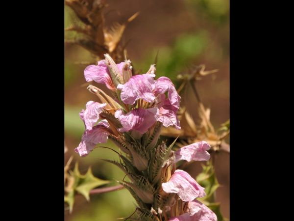 Acanthus polystachyus
Prickly Acanthus (Eng)
Trefwoorden: Plant;Acanthaceae;Bloem;roze