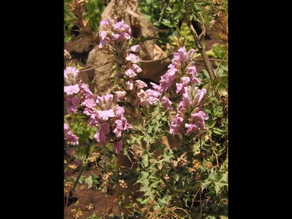 Acanthus polystachyus
Trefwoorden: Plant;Acanthaceae;Bloem;roze
