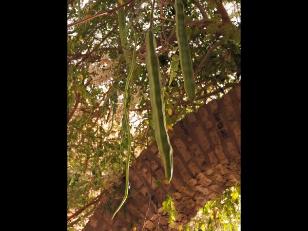 Moringa oleifera
Horseradish Tree, Drumstick Tree (Eng) Peperwortelboom (Ned) Meerrettichbaum (Ger)
Trefwoorden: Plant;Moringaceae;vrucht;cultuurgewas