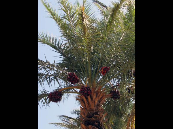 Phoenix dactylifera
Dadelpalm (Ned) Date palm (Eng)
Trefwoorden: Plant;Boom;Arecaceae;vrucht;cultuurgewas