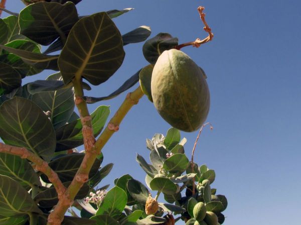 Calotropis procera
Apple of Sodom (Eng)
Trefwoorden: Plant;Apocynaceae;vrucht;woestijn