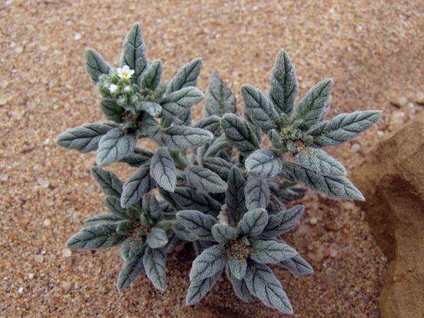 Heliotropium bacciferum
Trefwoorden: Plant;Boraginaceae;Bloem;wit;woestijn