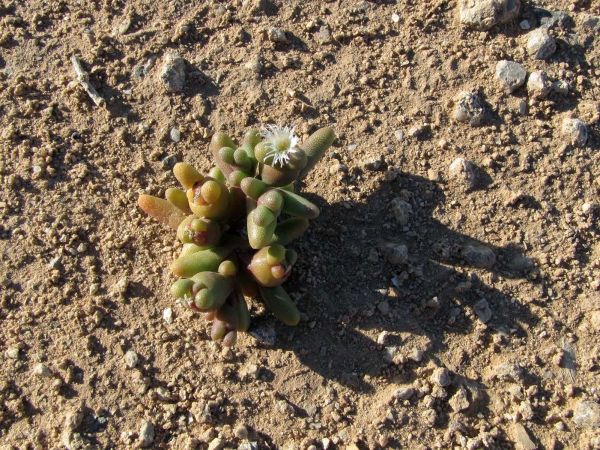 Opophytum theurkauffii
Trefwoorden: Plant;Aizoaceae;Bloem;wit;woestijn