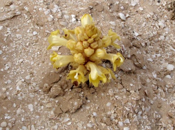 Cistanche phelypaea
Yellow Broomrape (Eng) Gele bremraap (Ned)
Trefwoorden: Plant;Orobanchaceae;Bloem;geel