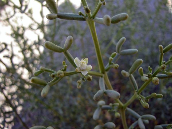 Zygophyllum coccineum
Bawwal (Ar)
Trefwoorden: Plant;Zygophyllaceae;woestijn