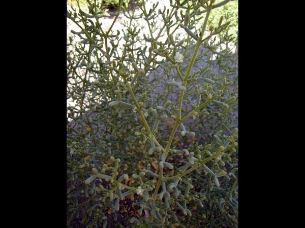 Zygophyllum coccineum
Bawwal (Ar)
Trefwoorden: Plant;Zygophyllaceae;woestijn