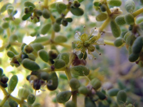 Zygophyllum simplex
Garmal (Ar)
Trefwoorden: Plant;Zygophyllaceae;woestijn