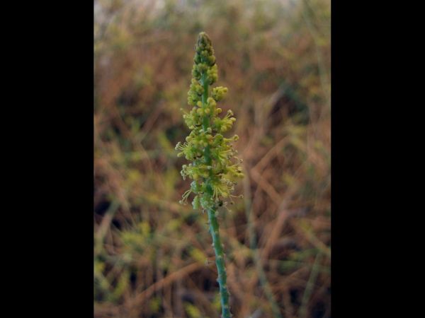Ochradenus baccatus
Pearl Plant (Eng) Gurdi (Ar)
Trefwoorden: Plant;Resedaceae;Bloem;geel;woestijn