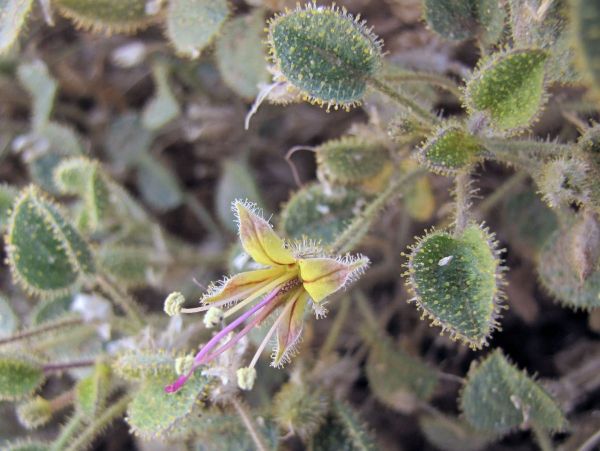 Cleome droserifolia
Spider flower (Eng) Samwa (Ar)
Trefwoorden: Plant;Capparaceae;Bloem;woestijn