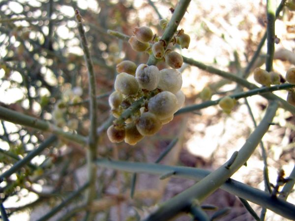 Ochradenus; O. socotranus
Trefwoorden: Plant;Resedaceae;woestijn;vrucht