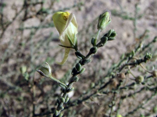 Kickxia aegyptiaca
Widin al-Far (Ar)
Trefwoorden: Plant;Scrophulariaceae;Bloem;geel;woestijn