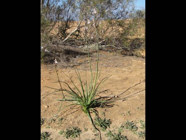 Asphodelus tenuifolius
Asphodel  (Eng) Barwag (Ar) 
Trefwoorden: Plant;Asphodelaceae;Bloem;wit;woestijn;steppe