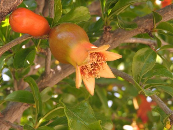 Punica granatum
Pomegranate (Eng) Granaatappel (Ned) Granatapfel (Ger) 
Trefwoorden: Plant;Boom;cultuurgewas;Lythraceae;vrucht