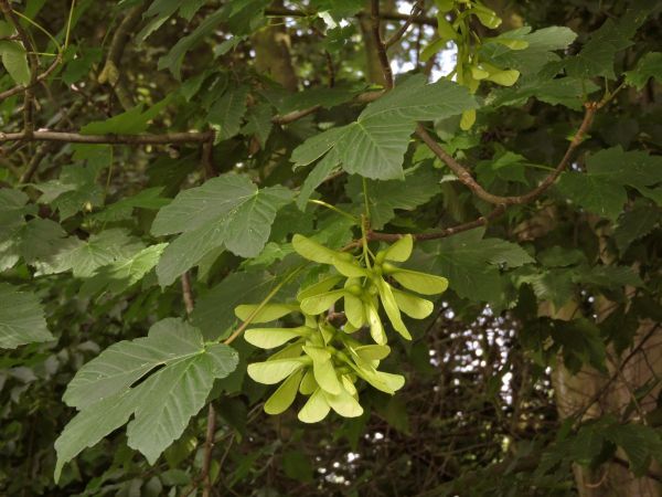 Acer pseudoplatanus
Sycamore (Eng) Gewone Esdoorn (Ned) Berg-Ahorn (Ger) 
Trefwoorden: Plant;Boom;Sapindaceae;vrucht