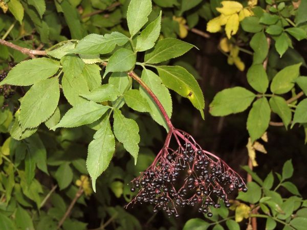 Sambucus nigra
Black Elder (Eng) Gewone Vlier (Ned) Schwarzer Holunder (Ger)
Trefwoorden: Plant;struik;Adoxaceae;vrucht