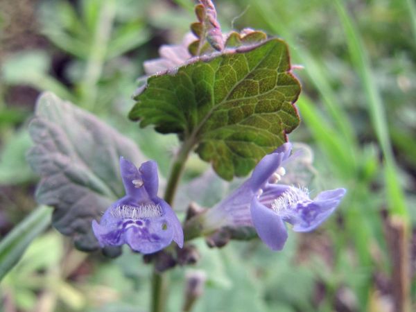 Glechoma hederacea
Ground-ivy (Eng) Hondsdraf (Ned) Gundermann (Ger) 
Trefwoorden: Plant;Lamiaceae;Bloem;blauw
