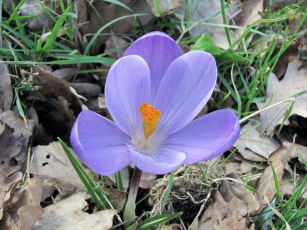 Crocus vernus
Spring Crocus (Eng) Bonte Krokus (Ned) Frühlings-Krokus (Ger)
Trefwoorden: Plant;Iridaceae;Bloem;blauw;wit;Stinzenplant