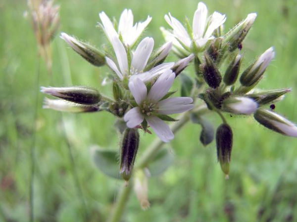 Cerastium arvense
Field Mouse-ear (Eng) Akkerhoornbloem (Ned) Acker-Hornkraut (Ger)
Trefwoorden: Plant;Caryophyllaceae;Bloem;wit