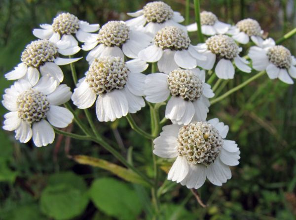 Achillea ptarmica
Sneezewort (Eng) Wilde  bertram (Ned) Sumpf-Schafgarbe (Ger)
Trefwoorden: Plant;Asteraceae;Bloem;wit;oeverplant