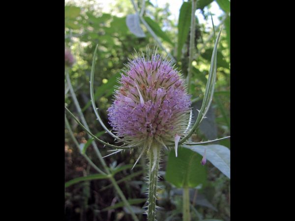 Dipsacus fullonum
Wild Teasel (Eng) Grote Kaardebol (Ned) Wilde Karde (Ger)
Trefwoorden: Plant;Caprifoliaceae;Bloem;lila