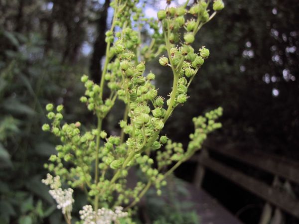 Filipendula ulmaria
Meadowsweet (Eng) Moerasspirea (Ned) Echtes Mädesüß (Ger) - fruits
Trefwoorden: Plant;Rosaceae;vrucht