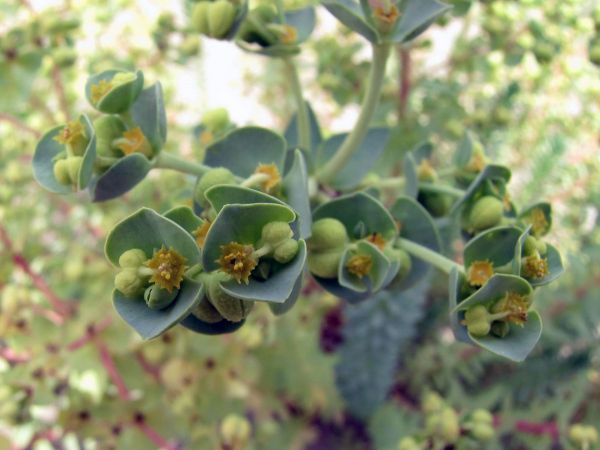 Euphorbia paralias
Sea Spurge (Eng) Zeewolfsmelk (Ned) Strand-Wolfsmilch (Ger)
Trefwoorden: Plant;Euphorbiaceae;Bloem;groen;kustplant