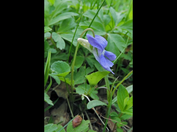 Viola riviniana
Common Dog-violet, Wood Violet (Eng) Bleeksporig Bosviooltje (Ned) Hain-Veilchen (Ger) Skogsviol (Sv)
Trefwoorden: Plant;Violaceae;Bloem;blauw
