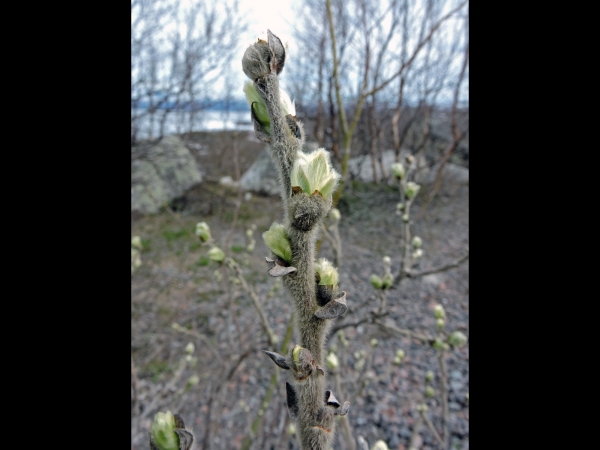 Salix lanata
Woolly Willow (Eng) Woll-Weide (Ger) Ullvide (Sv) - new twig, hairy
Trefwoorden: Plant;struik;Salicaceae