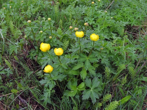 Trollius Europaeus
Globeflower (Eng) Europese trollius (Ned) Trollblume (Ger) Smörbollar (Sv)
Trefwoorden: Plant;Ranunculaceae;Bloem;geel